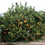 14 - citrus sinensis - orange