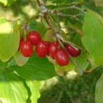 16 - Cornus mas - cherry