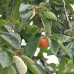20 - diosphyros virginiana - american persimmon