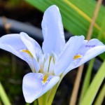 21 - iris hexagona - Walter Iris