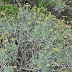 42 - Parthenium argentatum - Guayle