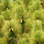 46 - Pinus elliottii - florida slash pine