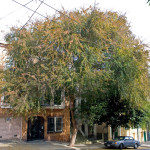 71 - Ulmus parvifola - chinese elm tree drake